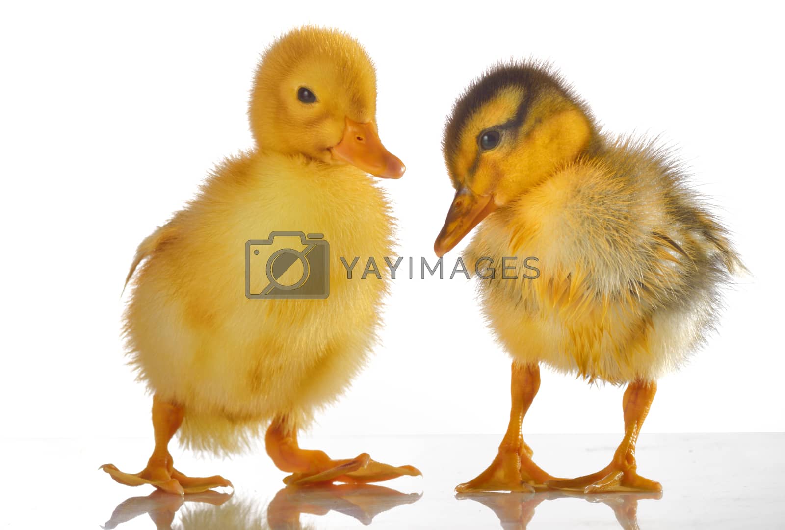 Royalty free image of two yellow duck  by mady70