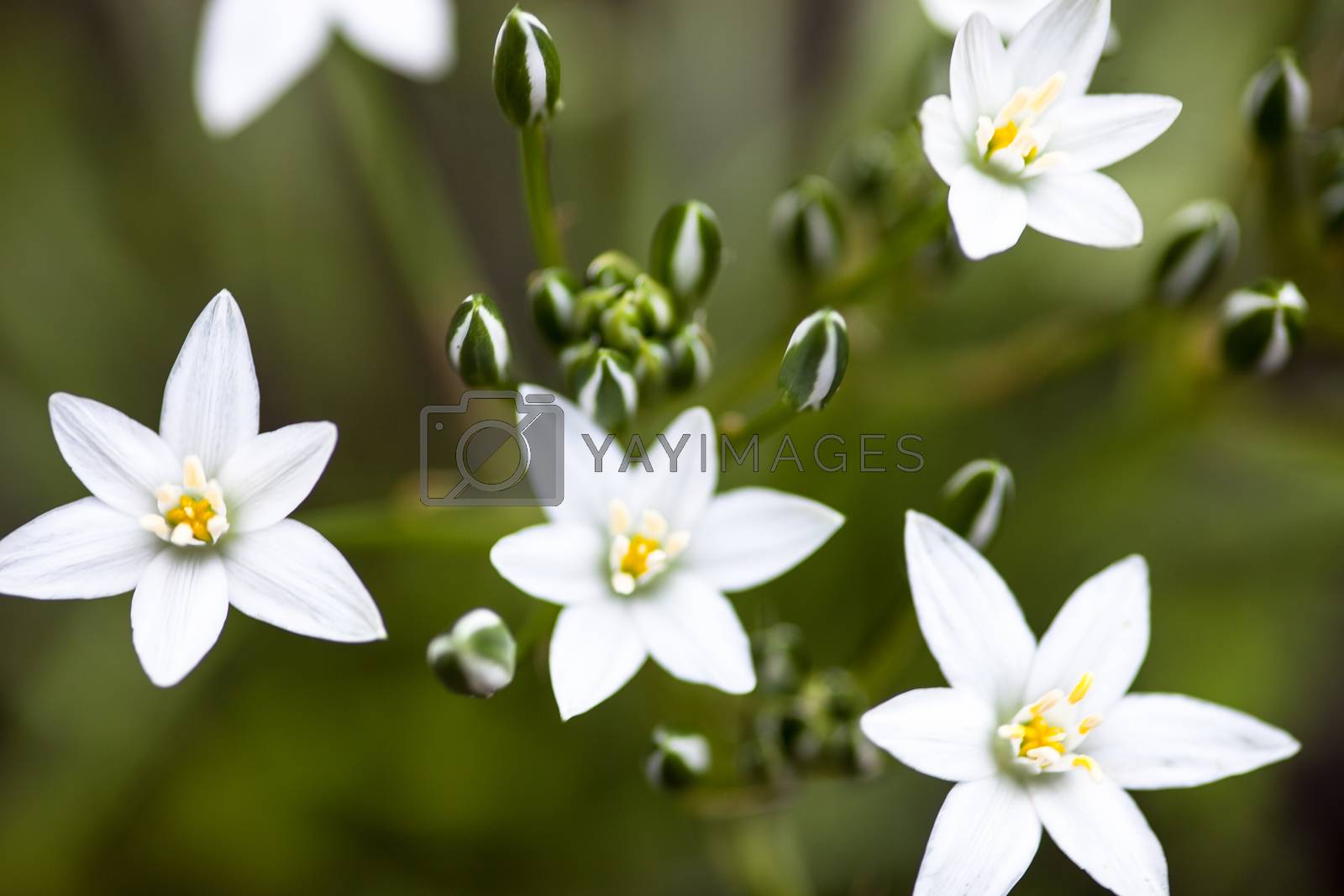 Royalty free image of White flowers of Ornithogalum umbellatum by rootstocks