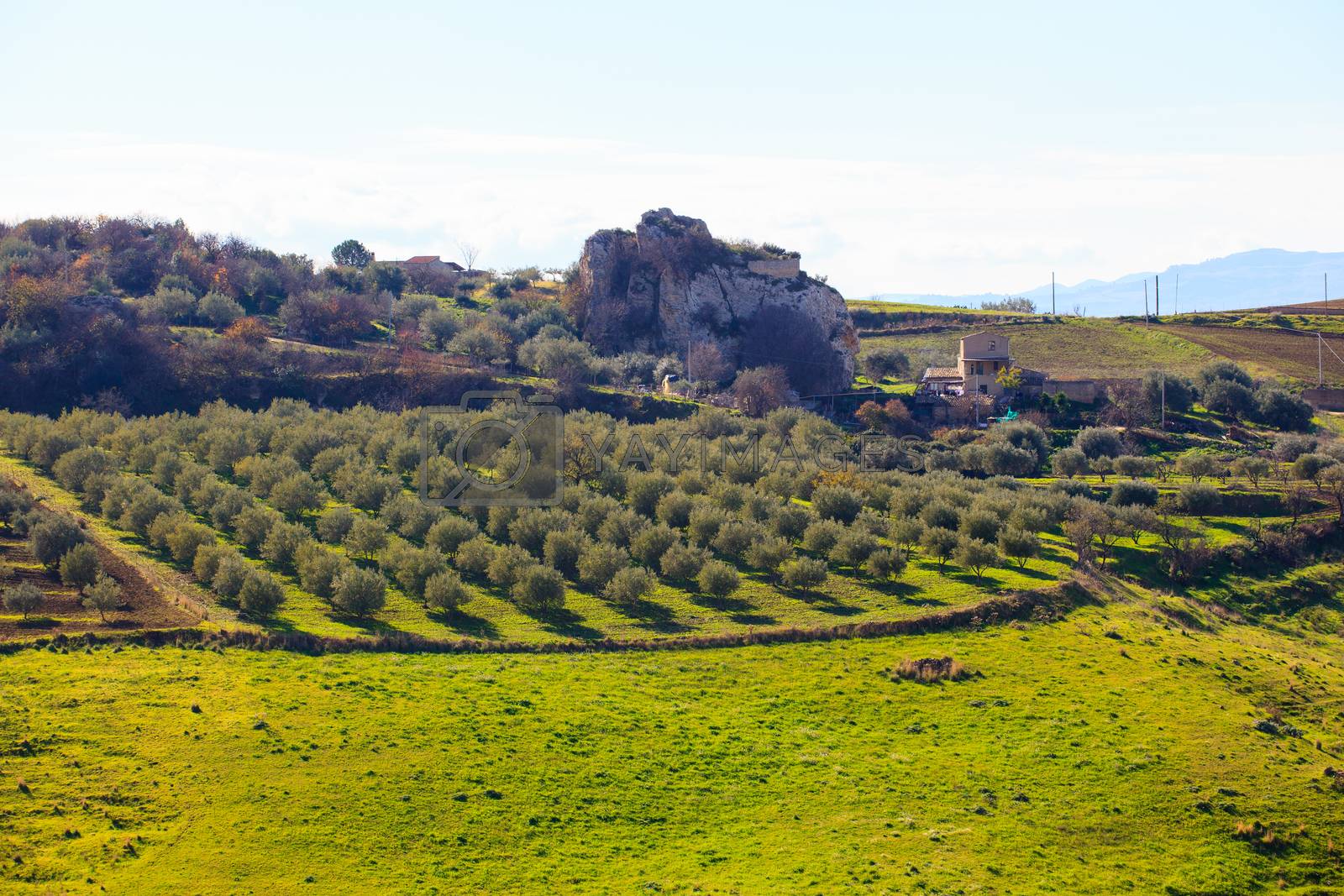 Royalty free image of Olive tree grove by bepsimage
