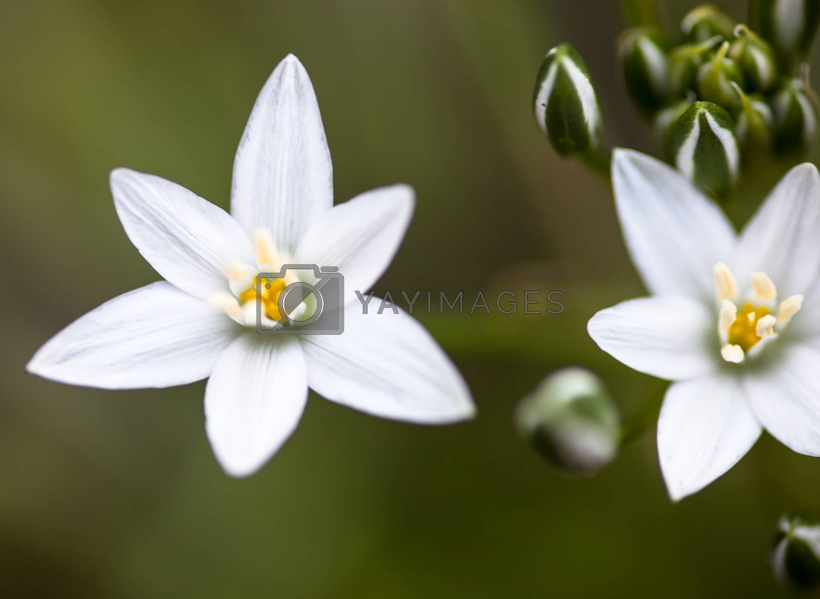Royalty free image of White flowers of Ornithogalum umbellatum by rootstocks