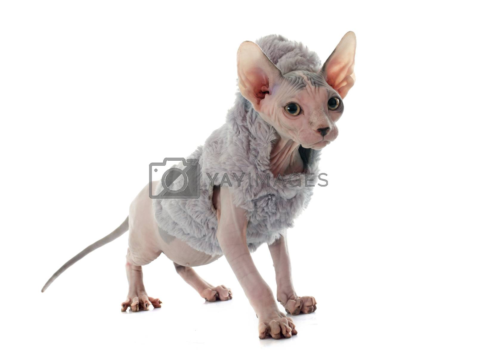 Royalty free image of dressed Sphynx Hairless Cat by cynoclub