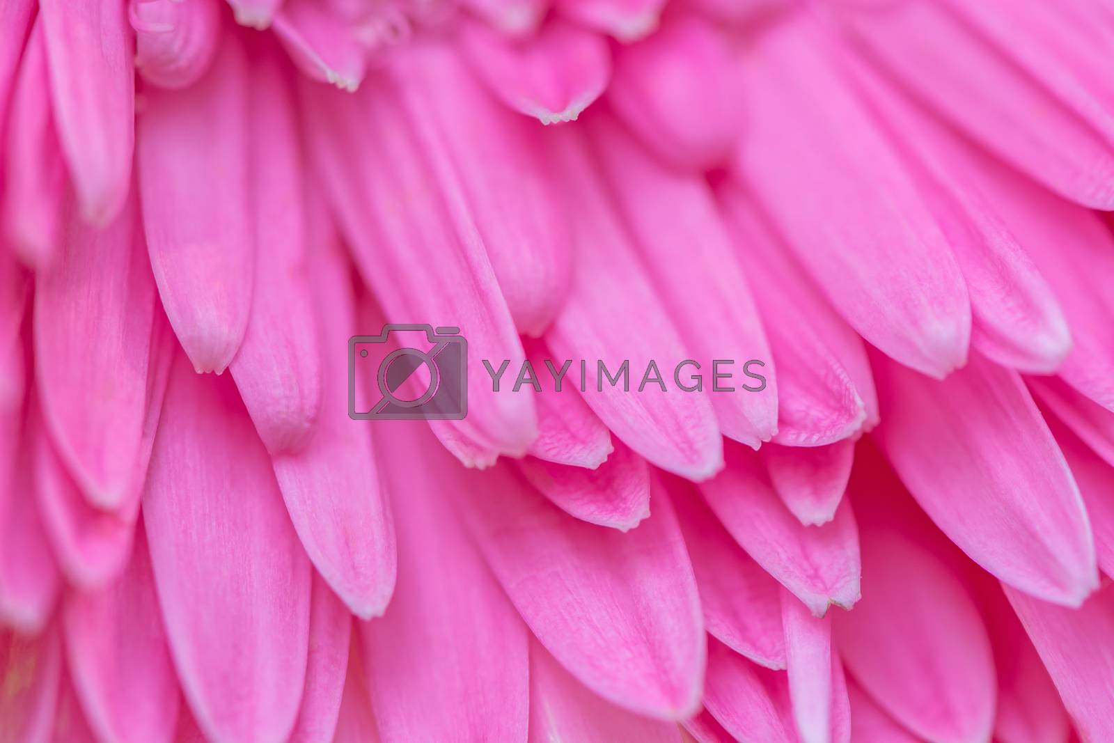 Royalty free image of pink gerbera petal by panuruangjan