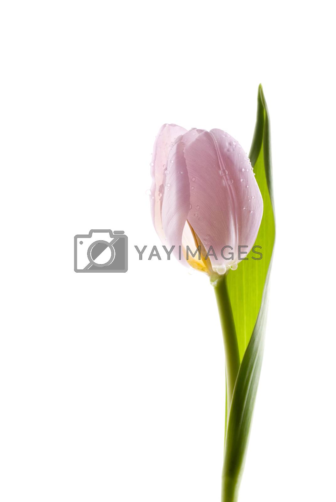 Royalty free image of Tulip by ockra