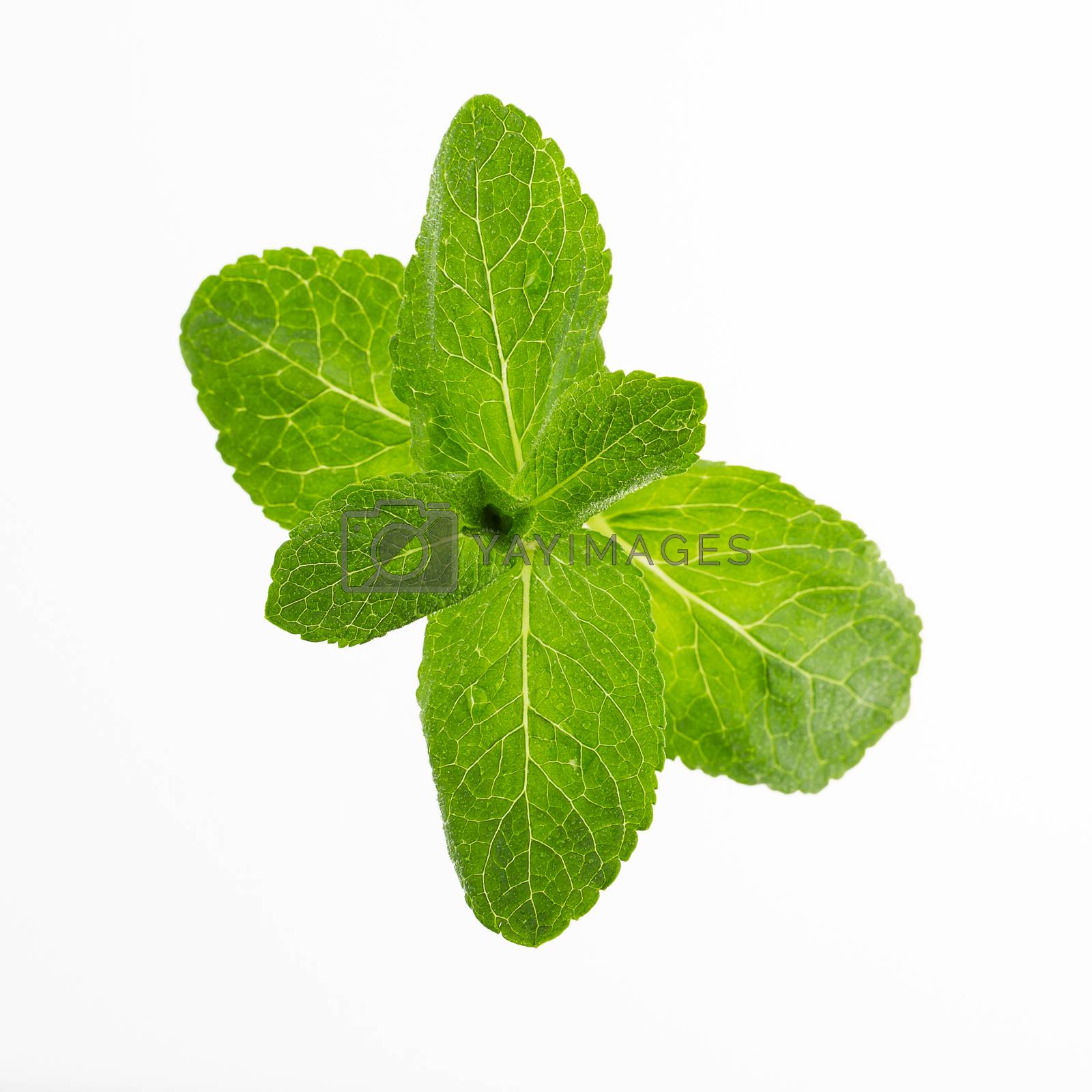 Royalty free image of Fresh Mint Leaves by charlotteLake