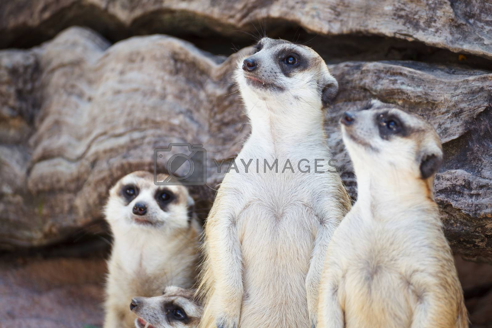 Royalty free image of alert meerkat (Suricata suricatta) standing and looking around f by FrameAngel