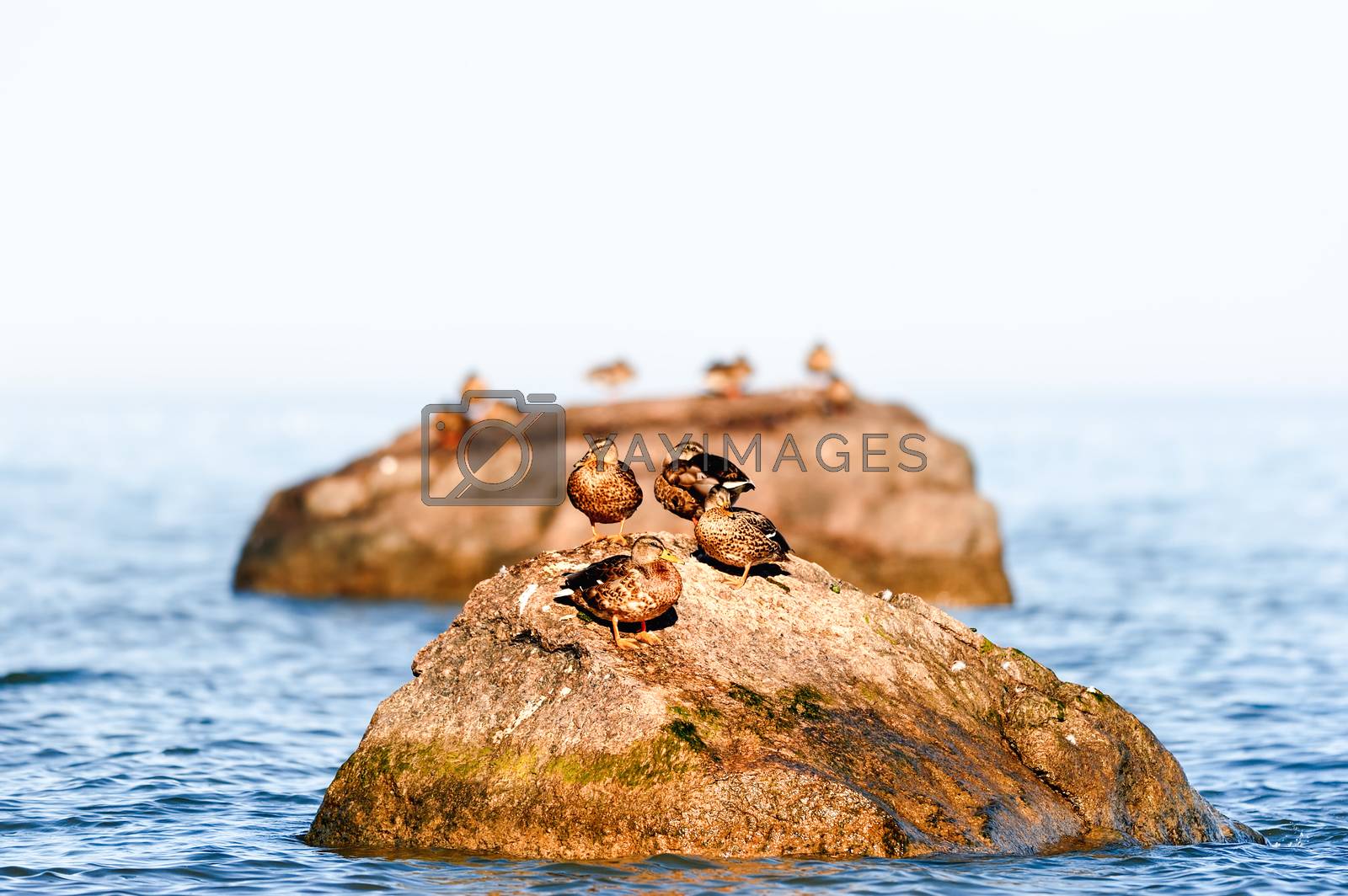 Royalty free image of Duck resting by styf22