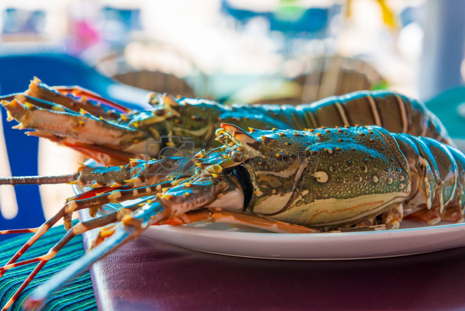 Royalty free image of two raw sea lobster on a plate by kosmsos111