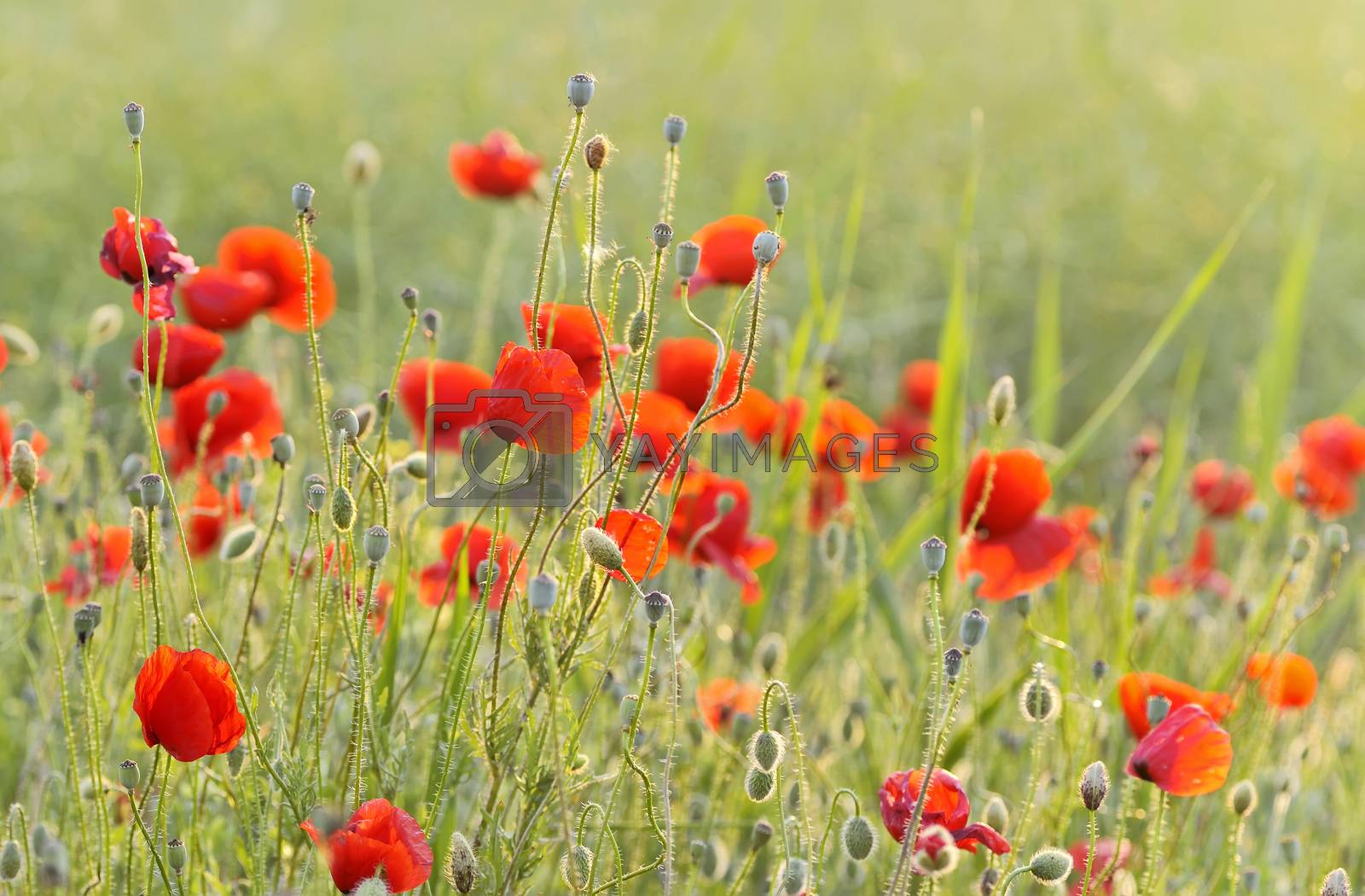 Royalty free image of red poppy field by mady70