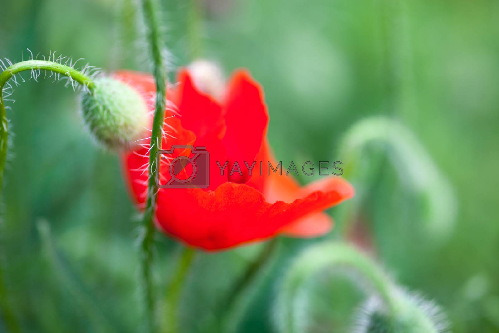 Royalty free image of Closeup of the blooming red poppy flower and poppy buds by rootstocks