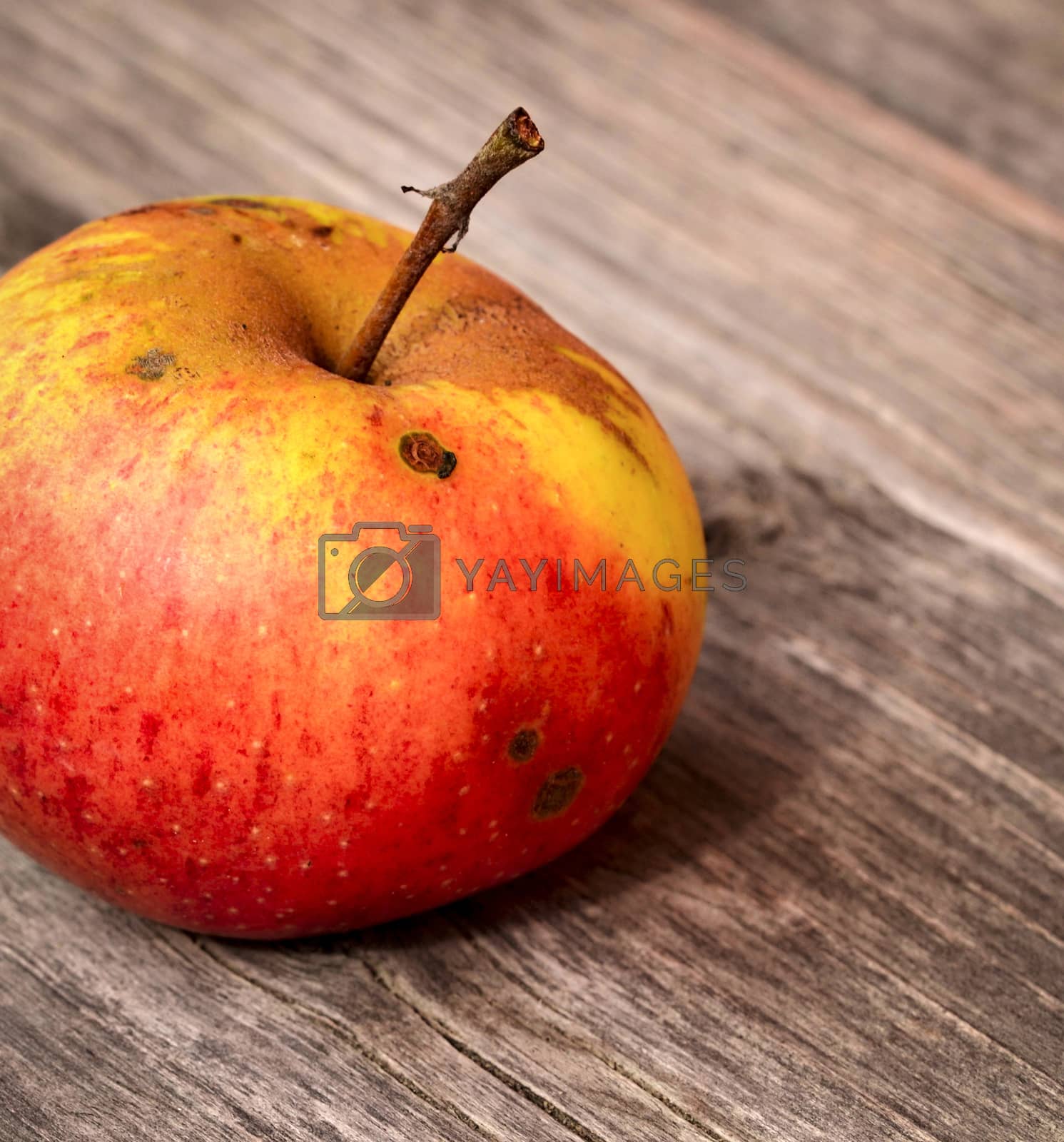 Royalty free image of one apple background by Ahojdoma