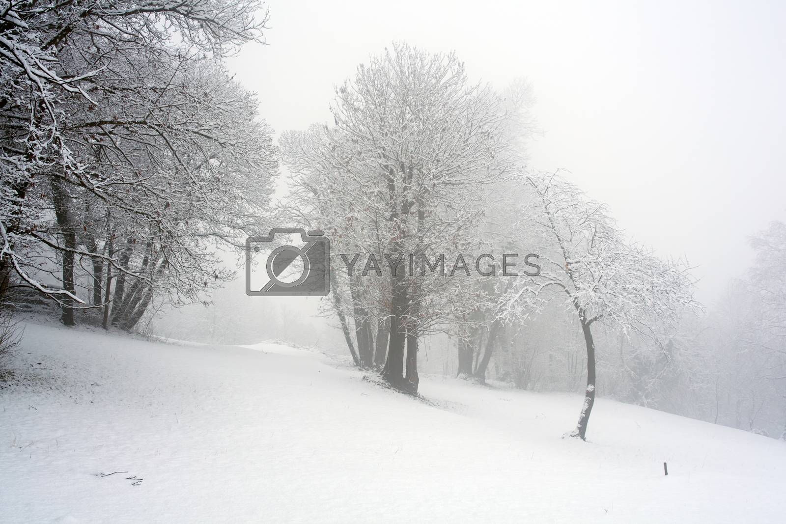Royalty free image of Snow in the forest by bepsimage