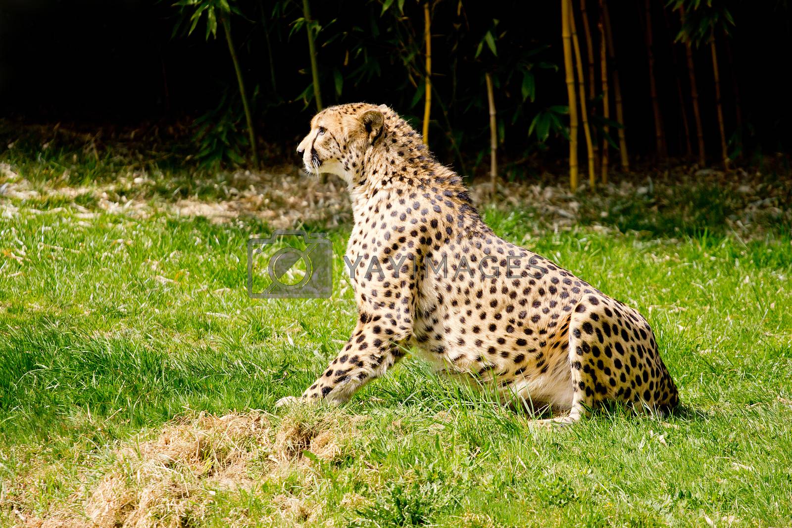 Royalty free image of Cheetah on the lookout by gwolters