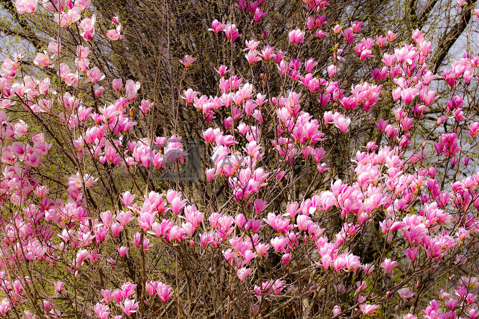 Royalty free image of Blooming magnolia tree by gwolters
