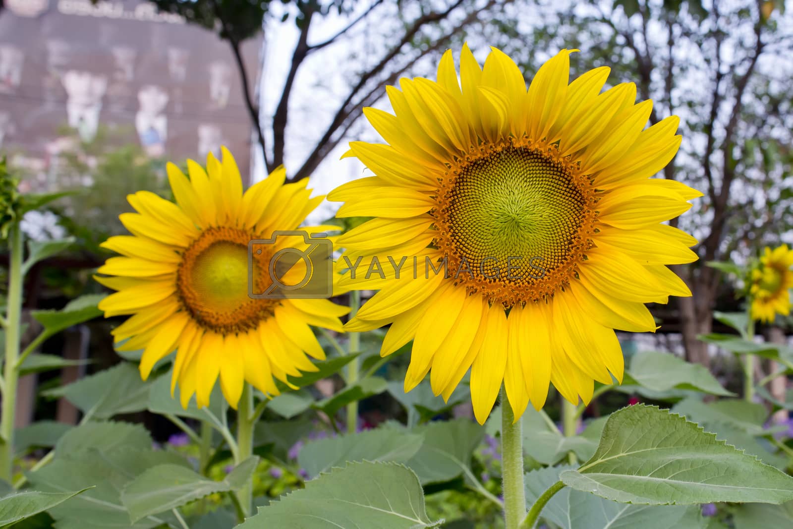 Royalty free image of blooming sunflowers by art9858