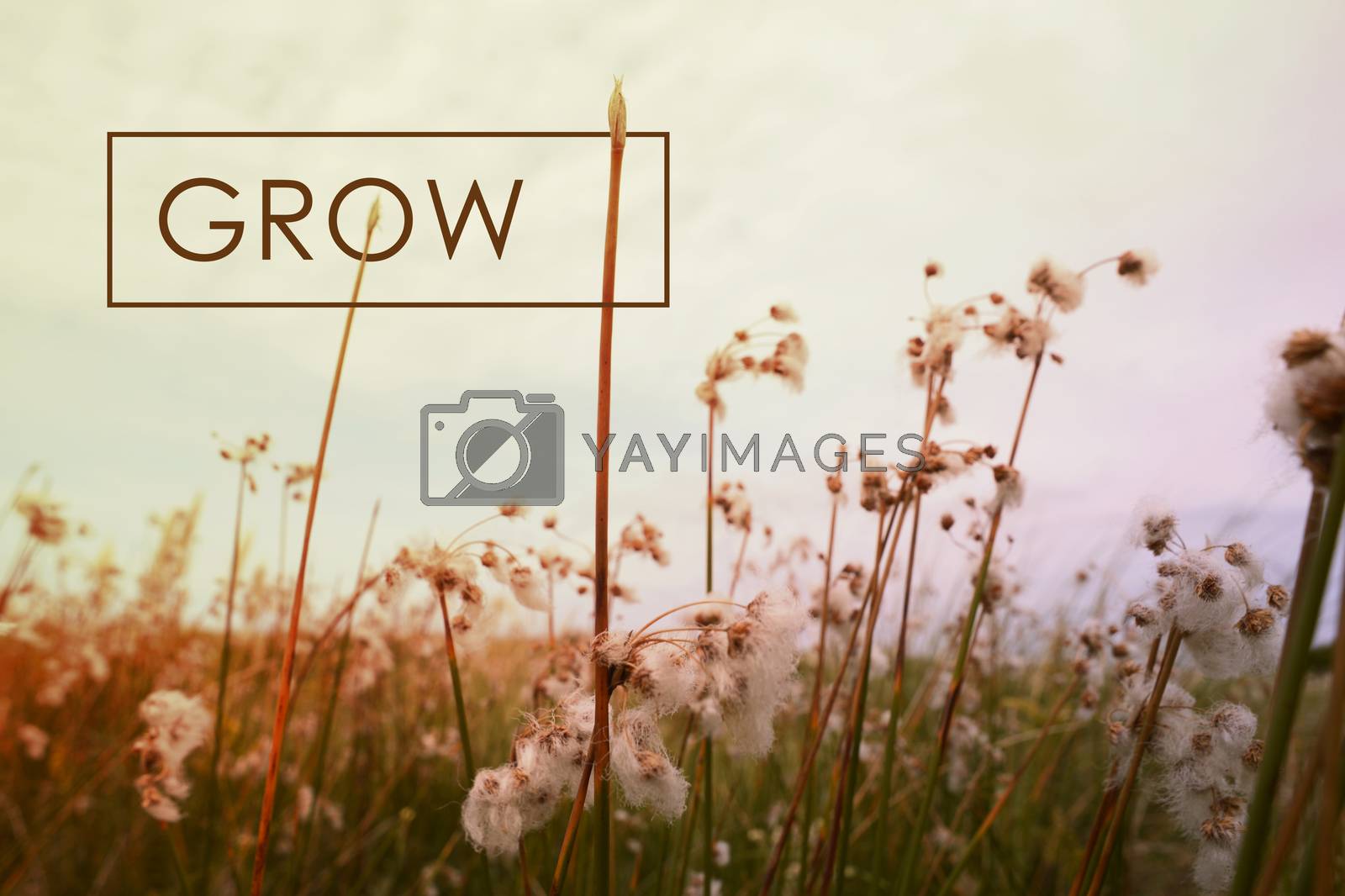 Royalty free image of Grow concept quote wildflower background by cienpies