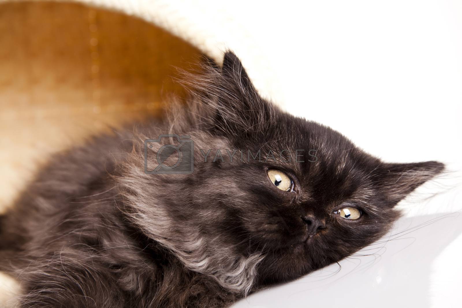 Royalty free image of Small gray kitten, cute pet colorful theme by JanPietruszka