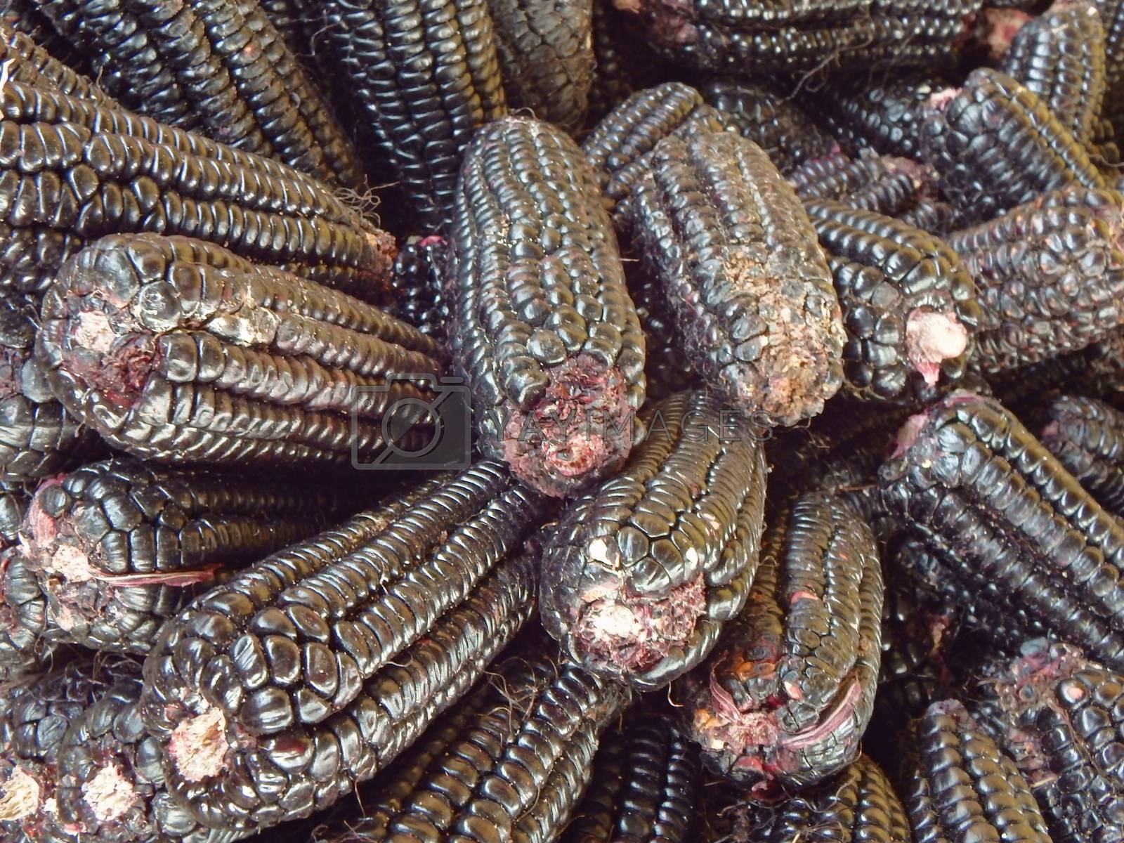 Royalty free image of Black corn by erlend