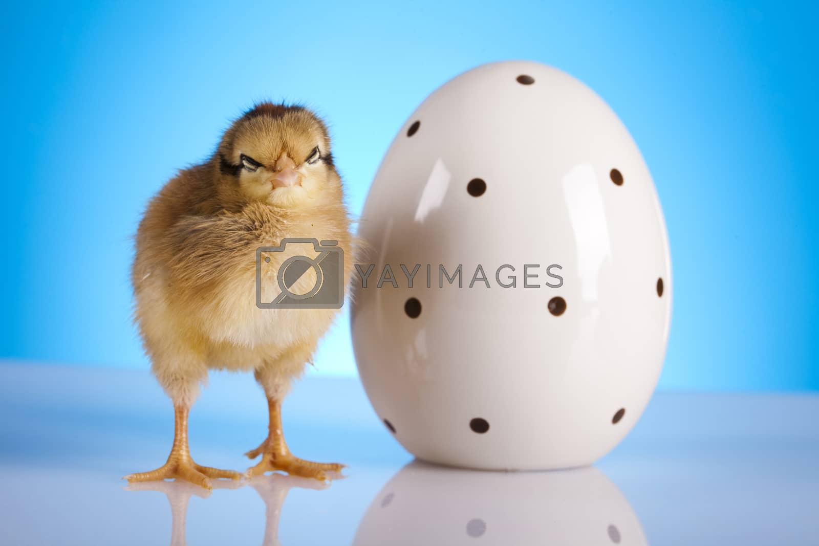 Royalty free image of Young Chicks, springtime colorful bright theme by JanPietruszka