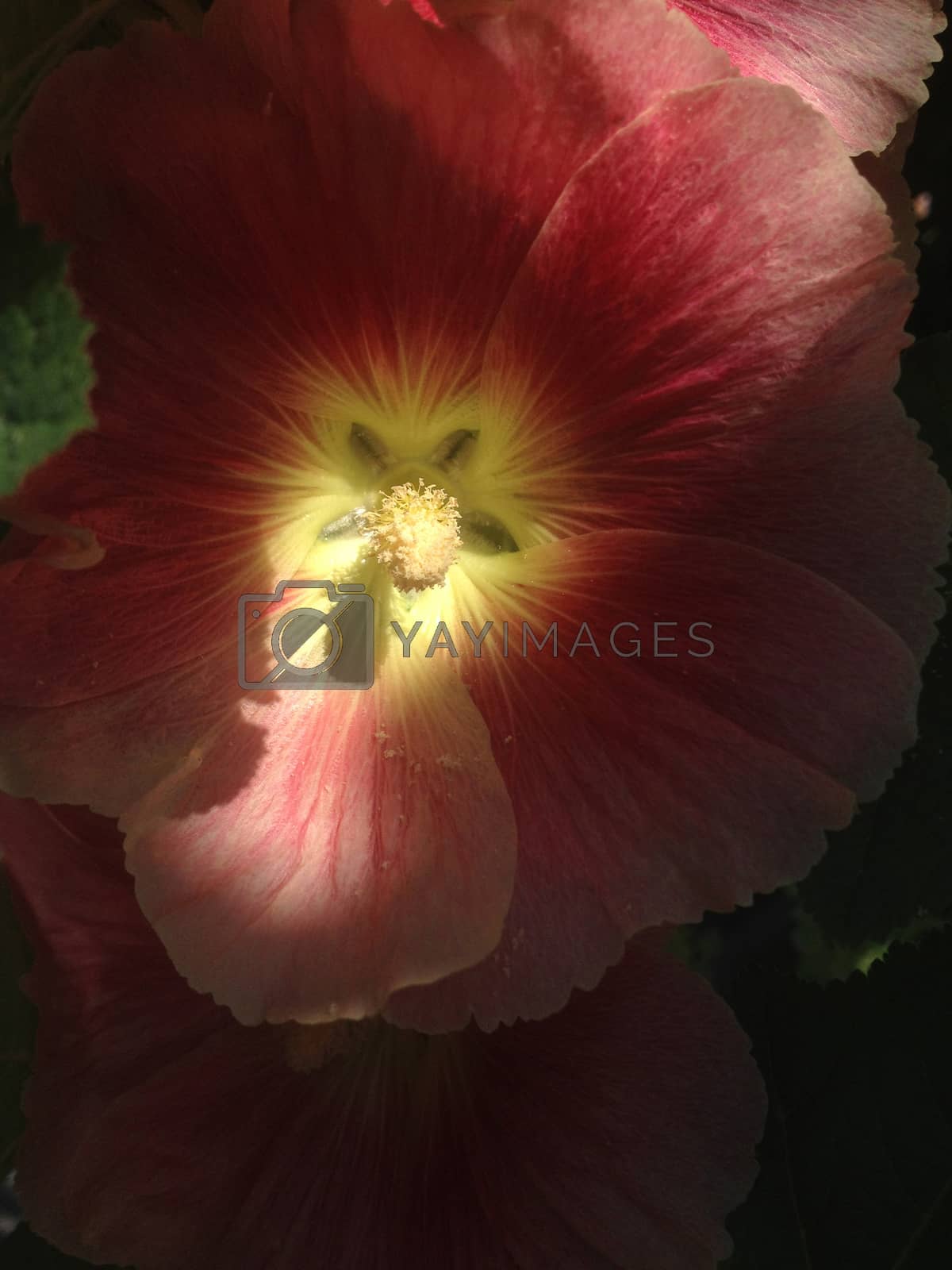 Royalty free image of Red Hollyhock Flowers by mmm