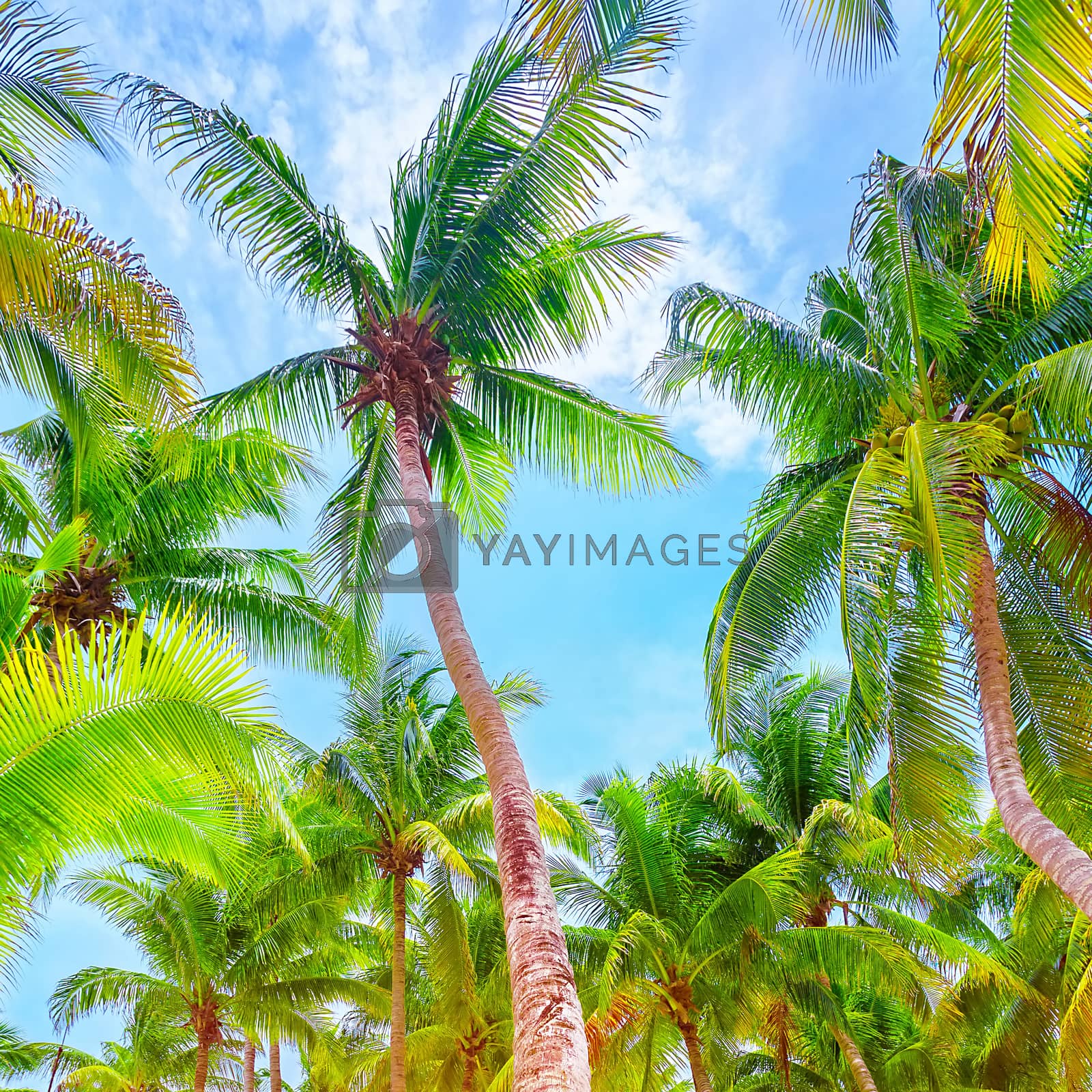 Royalty free image of Fresh green palm trees background by Anna_Omelchenko