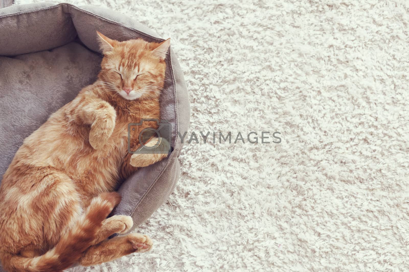 Royalty free image of Cat sleeping by alenkasm