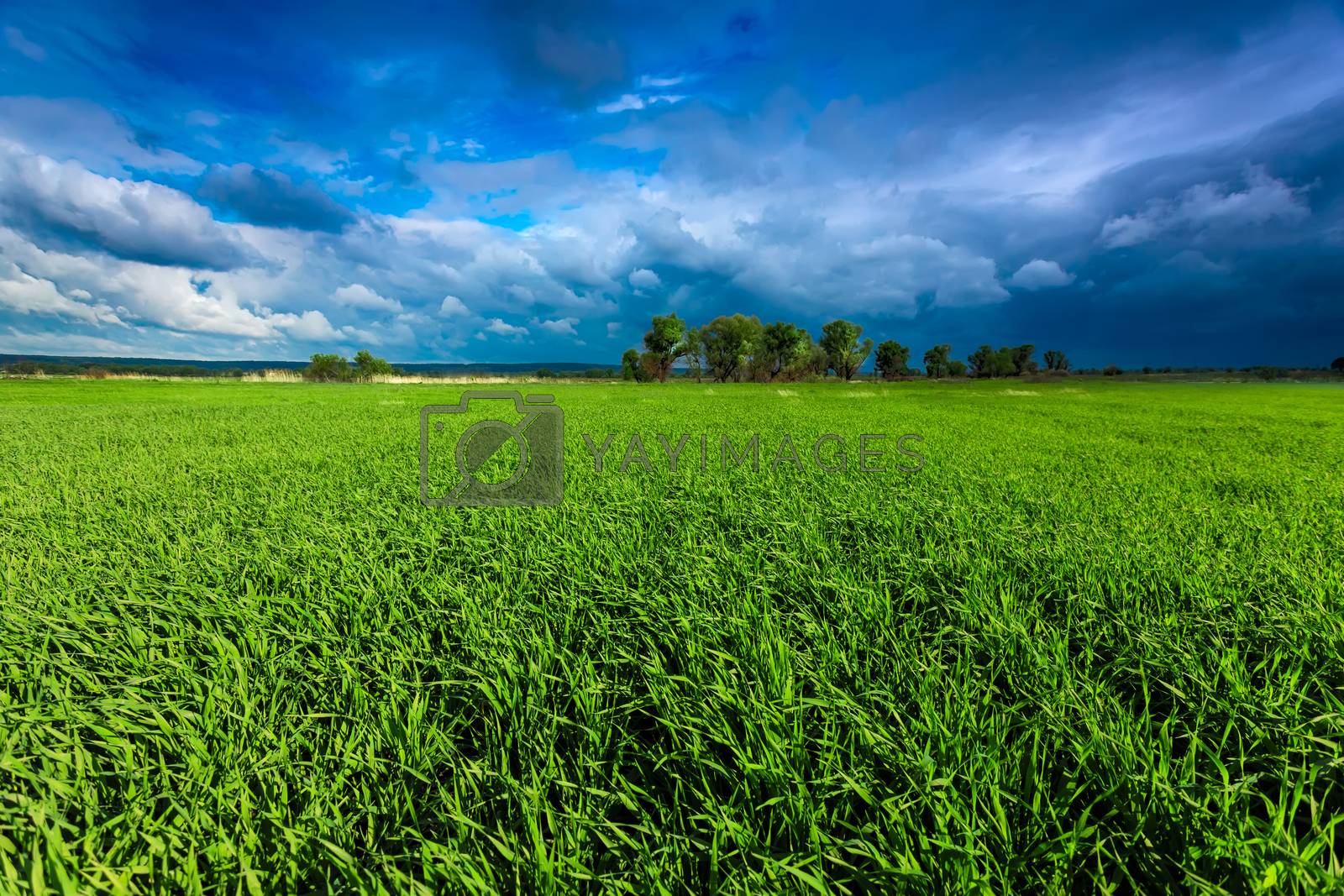Royalty free image of Green meadow and stormy sky by yelenayemchuk