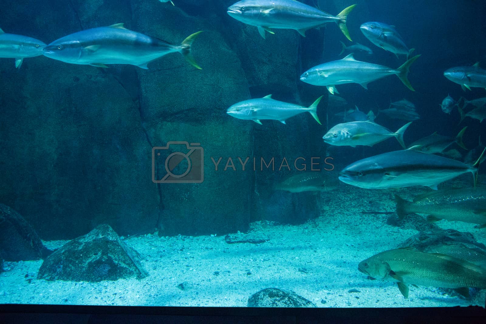 Royalty free image of Fish swimming in a tank by Wavebreakmedia