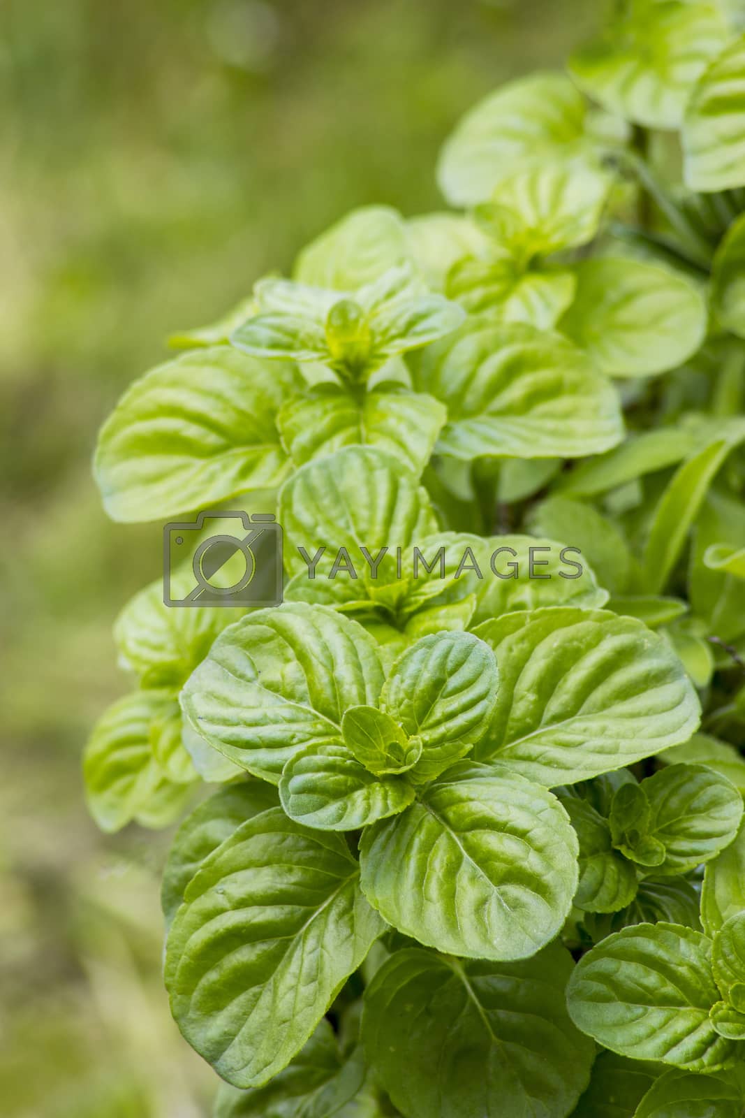 Royalty free image of Mint plant grown at garden by miradrozdowski