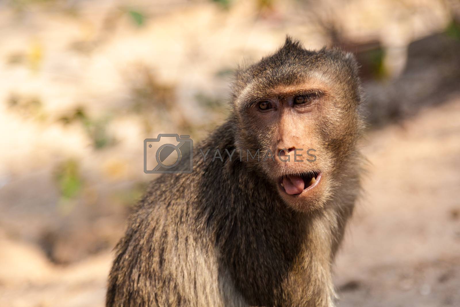Royalty free image of Monkey by Belyaevskiy
