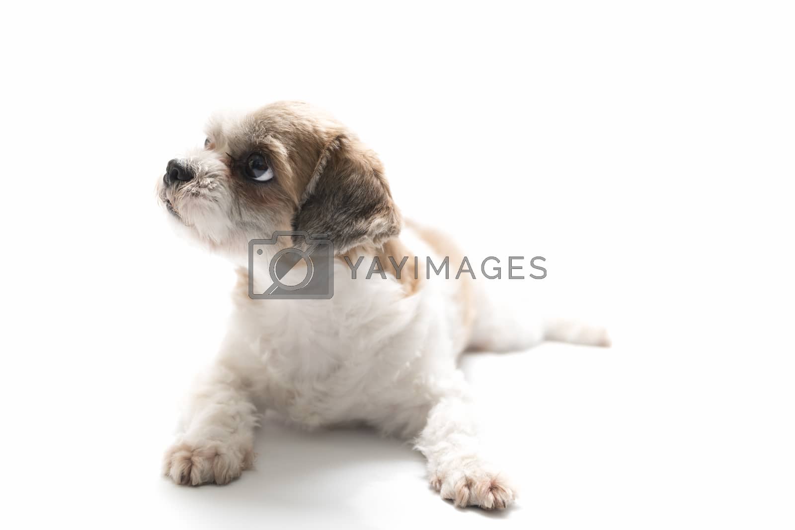 Royalty free image of puppy dog by ammza12