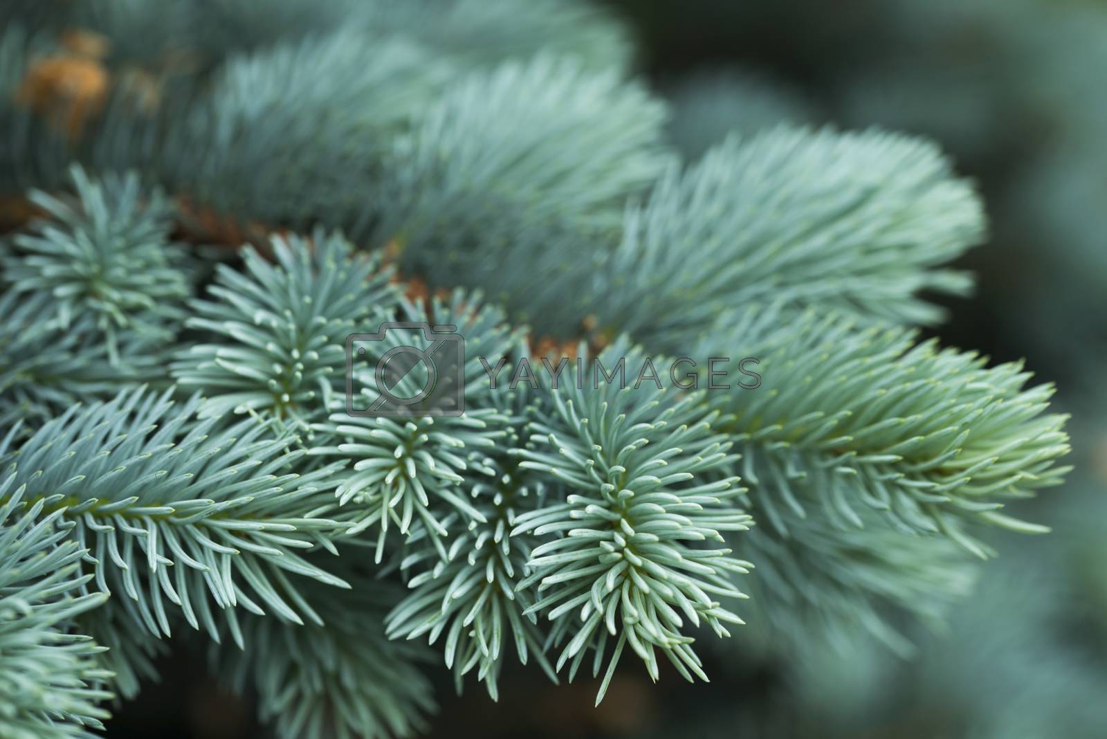 Royalty free image of Blue spruce branches on a green background by joannawnuk