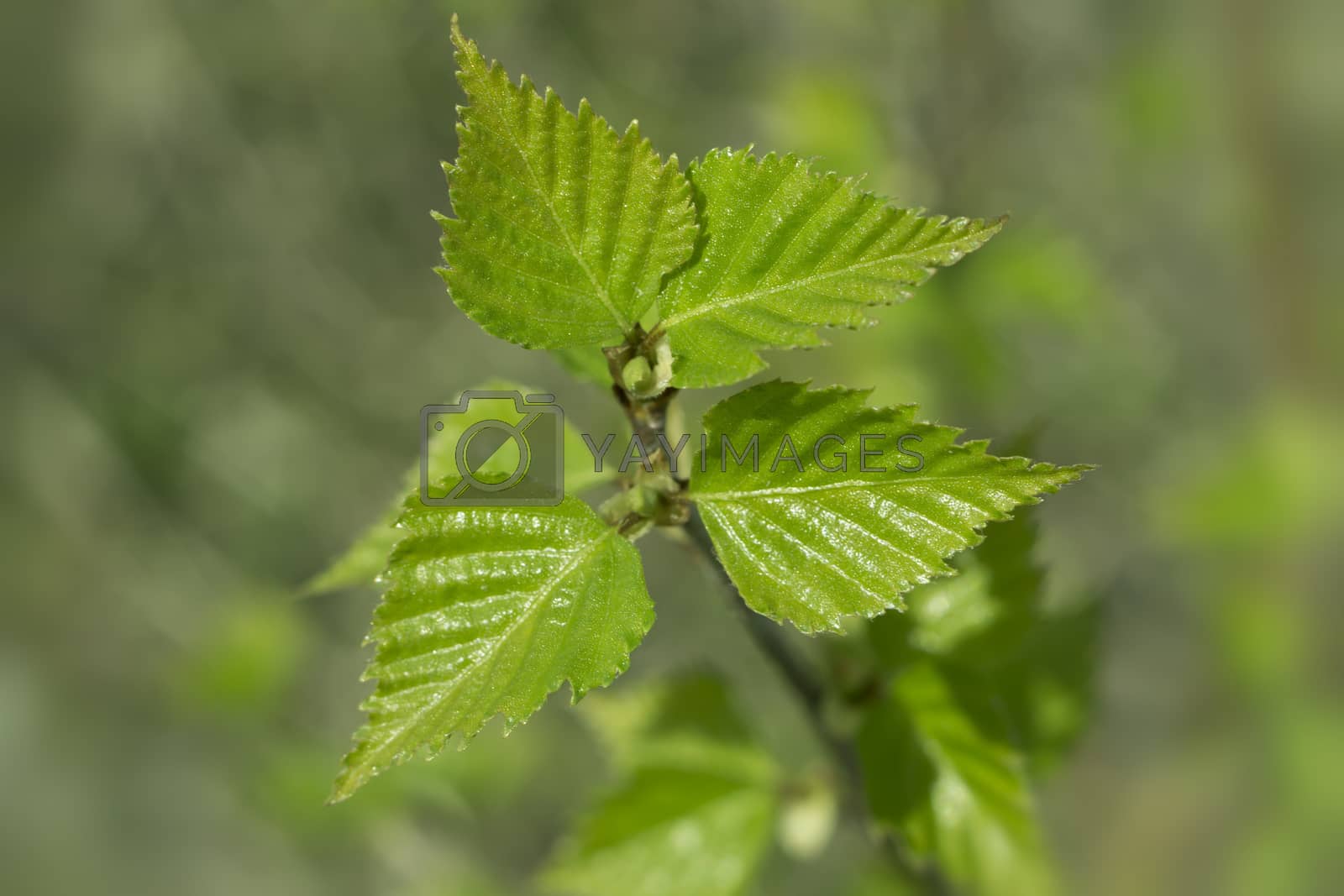 Royalty free image of Young spring green leafs of birch by SelenaMay