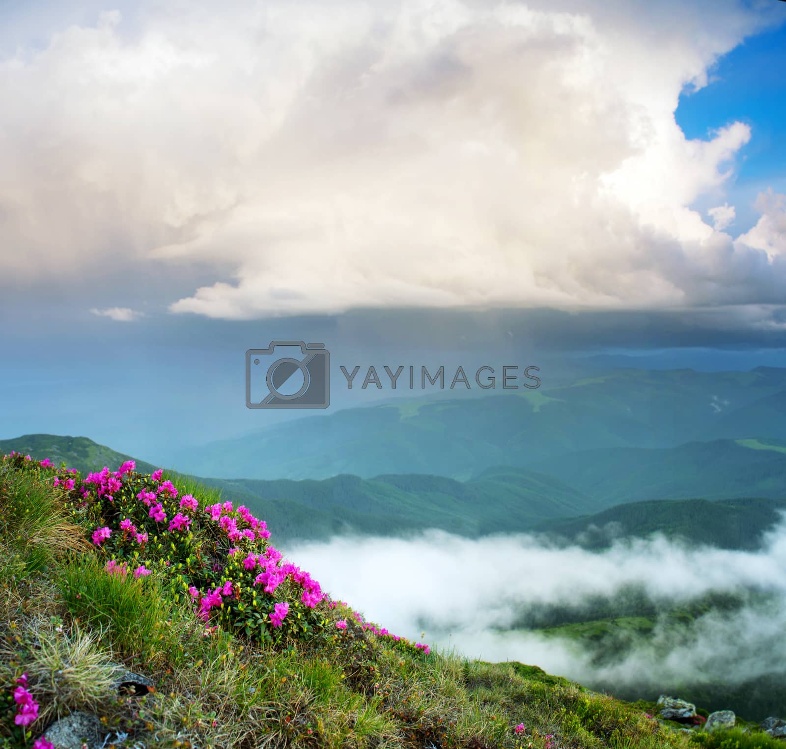Royalty free image of Magic pink rhododendron flowers in the mountains. Summer sunrise by dolnikow