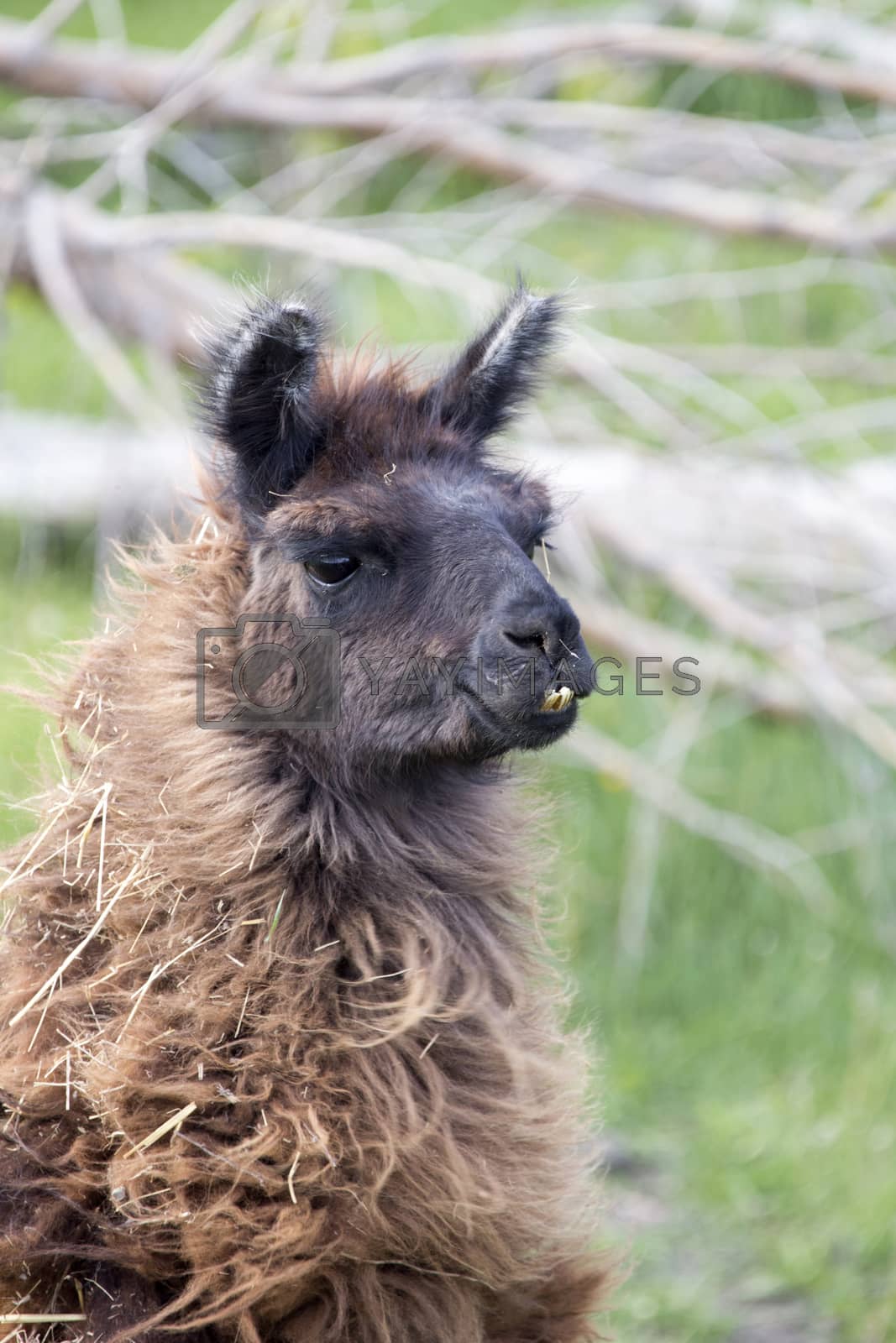 Royalty free image of Llama Alpaca  by pictureguy