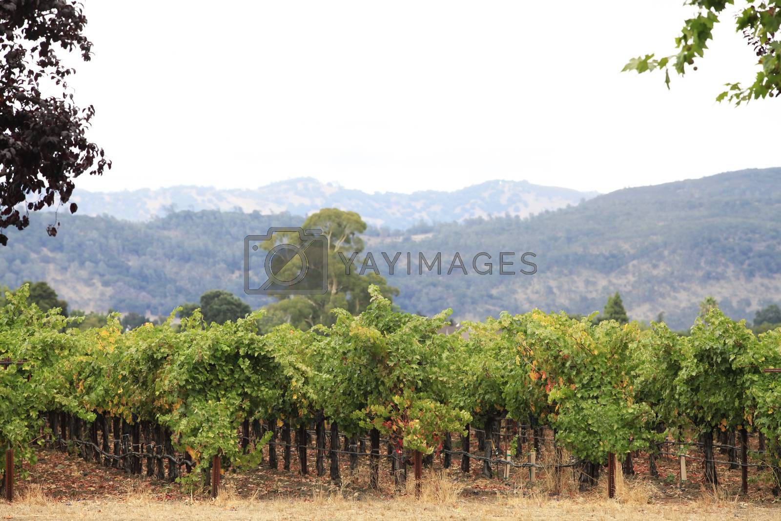 Royalty free image of Napa Valley by friday