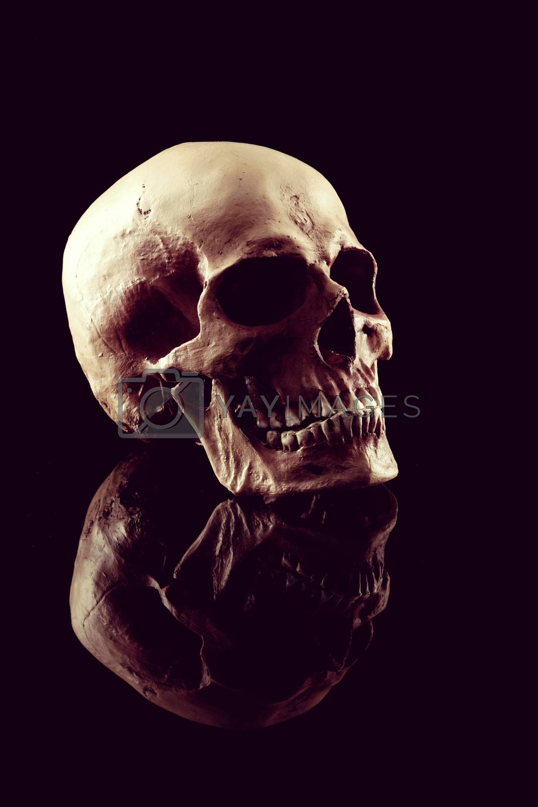 Royalty free image of Human skull by stokkete