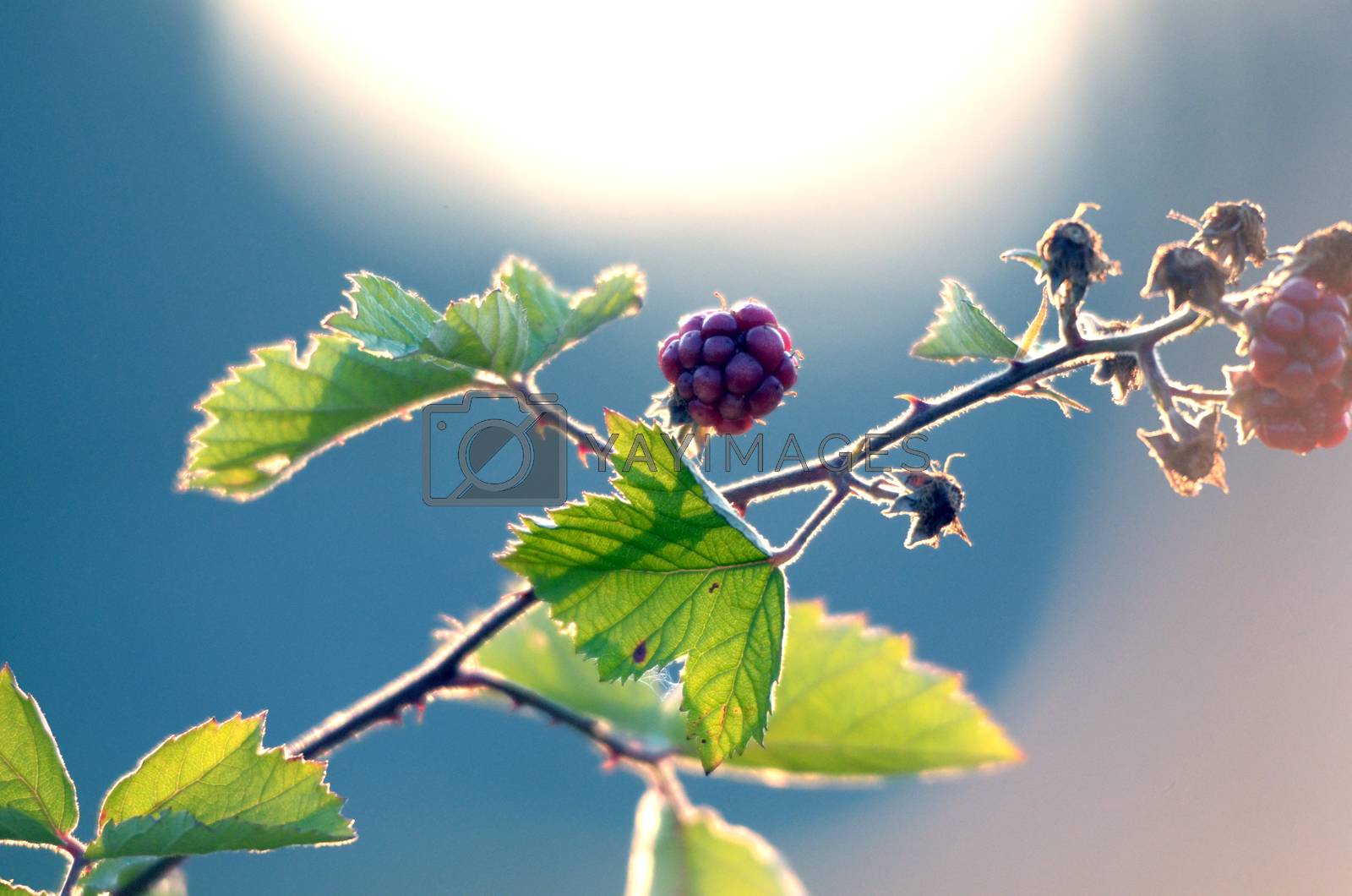 Royalty free image of Blackberries Growing on Bush by nehru