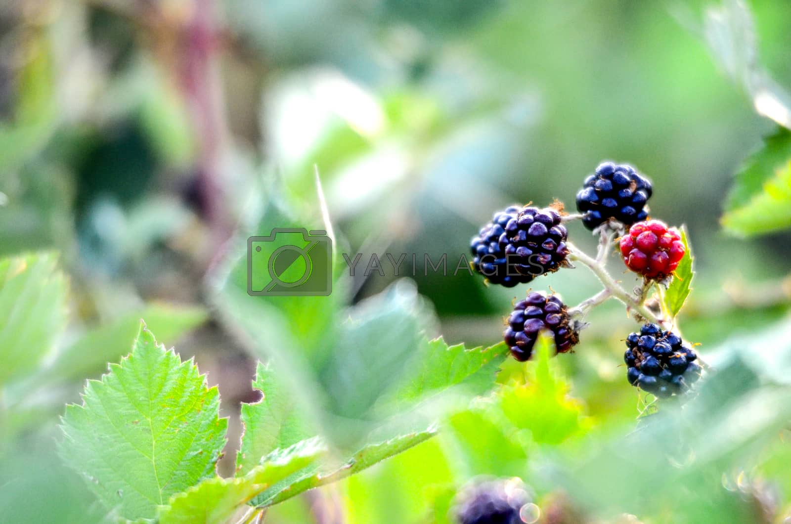 Royalty free image of Blackberries Growing on Bush by nehru