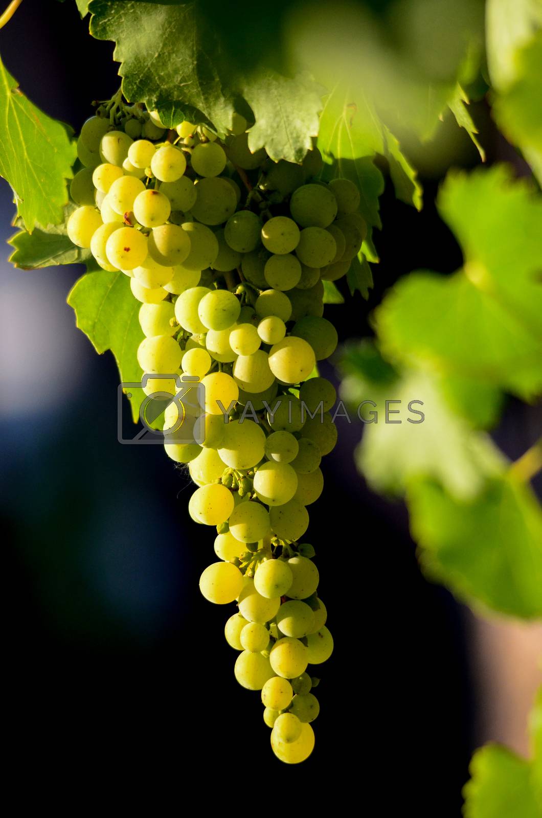 Royalty free image of  Grapes in the vineyard , winery, wine, morning,  by nehru
