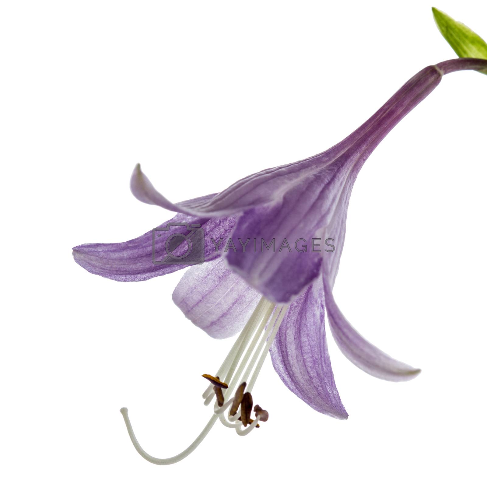 Royalty free image of Purple flower of the hosta (funkia), isolated on white backgroun by kostiuchenko