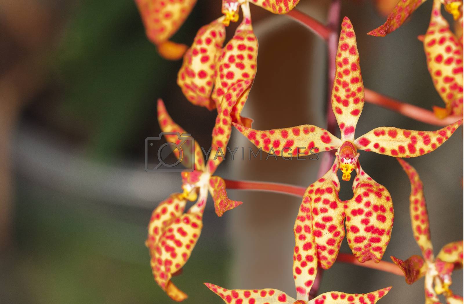 Royalty free image of Orchid by A-dam