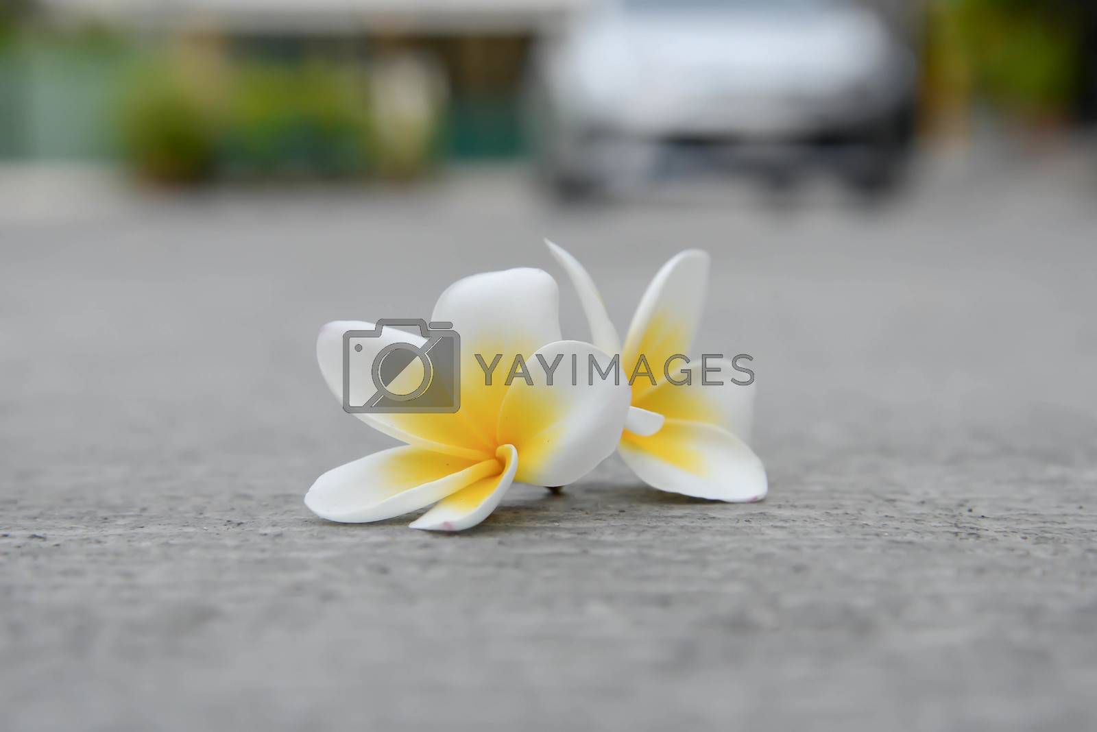 Royalty free image of Plumeria flowers by Magneticmcc