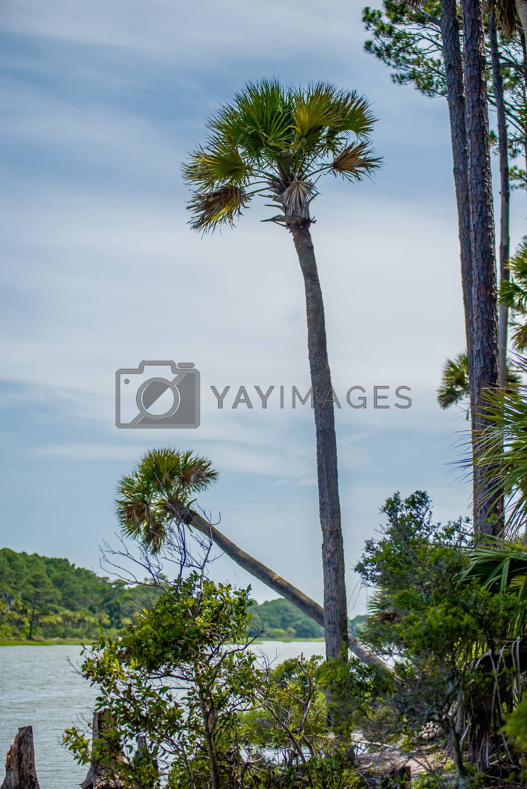 Royalty free image of palmetto forest on hunting island beach by digidreamgrafix
