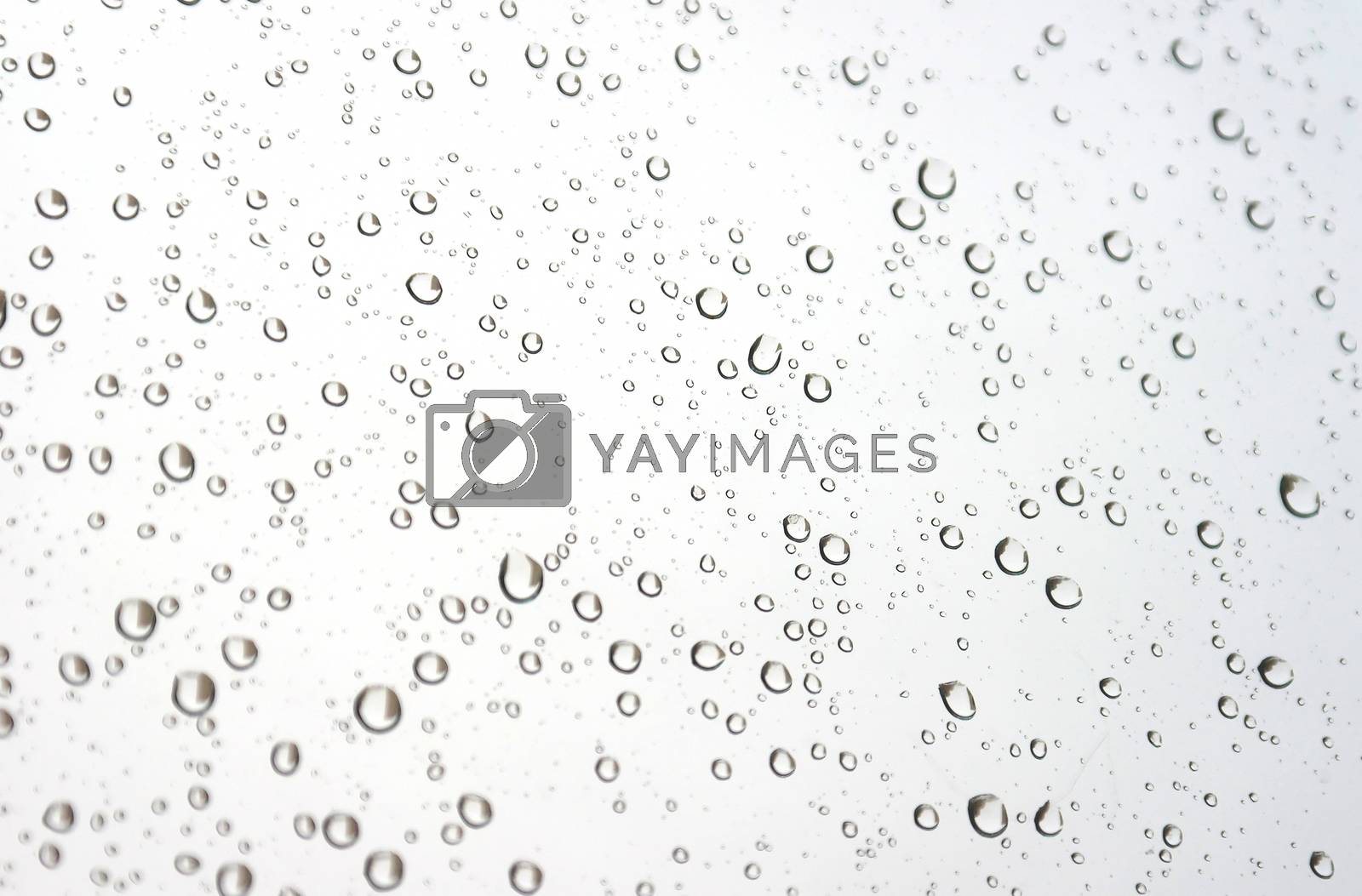 Royalty free image of Drops of rain on the inclined window (glass) by sergpet