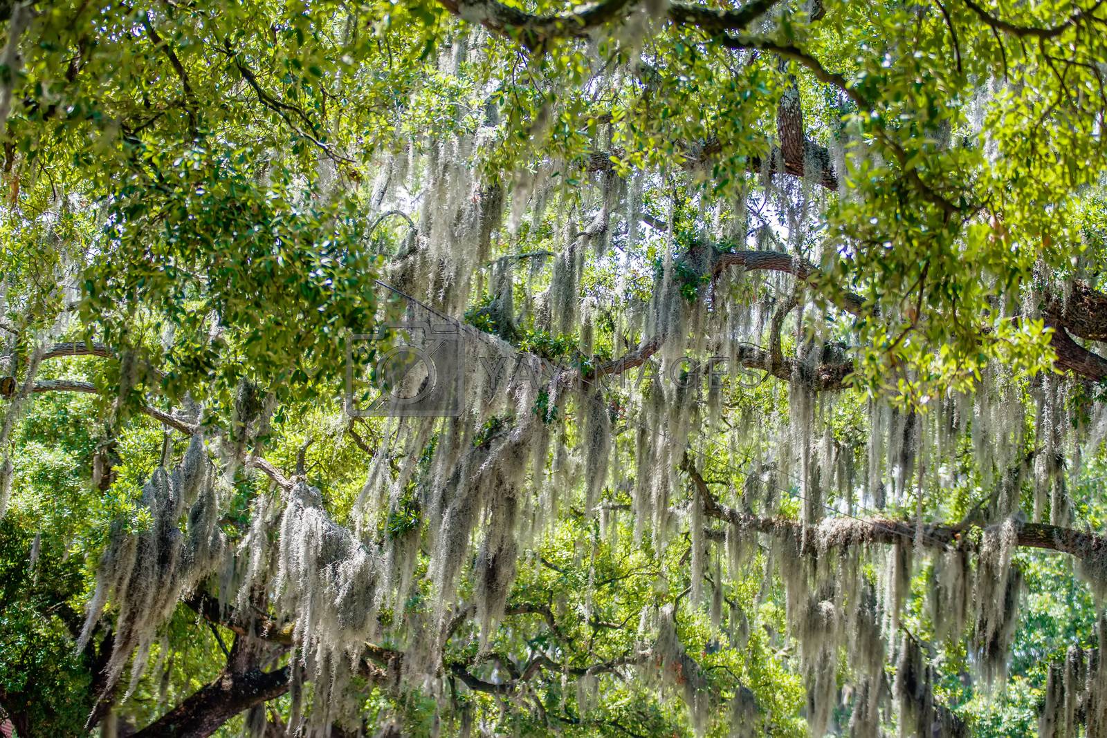 Royalty free image of Savannah Georgia  oak tree lined streets by digidreamgrafix