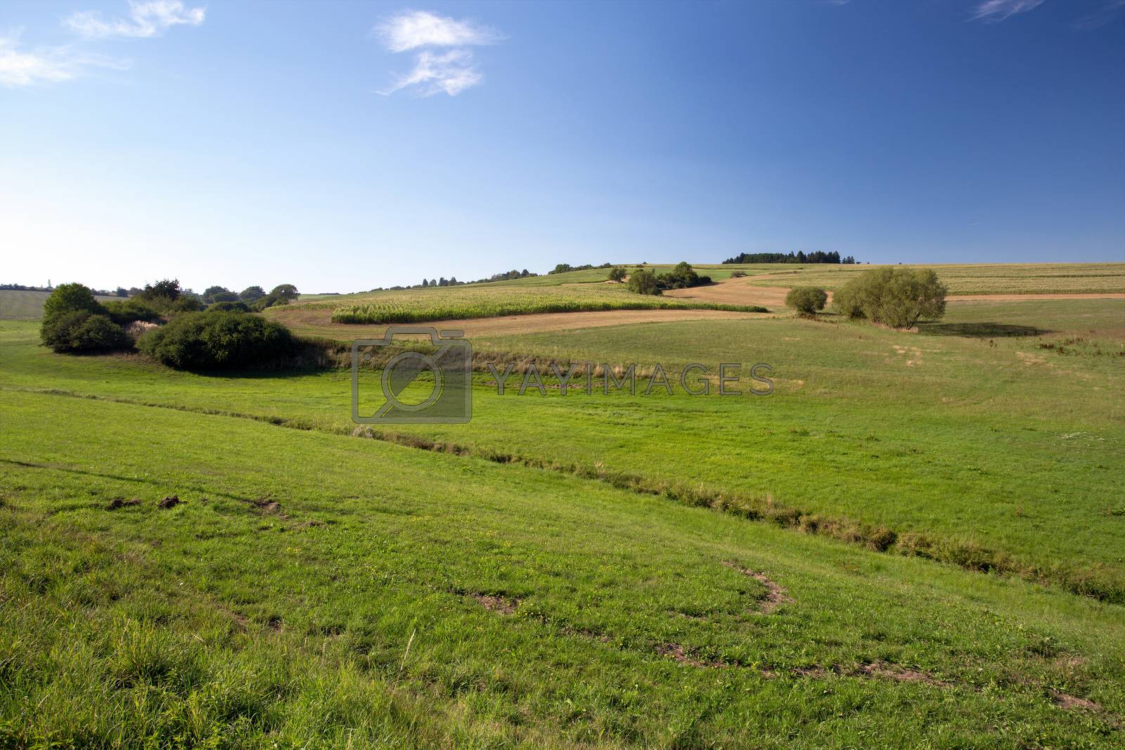 Royalty free image of summer rural summer landscape  by artush
