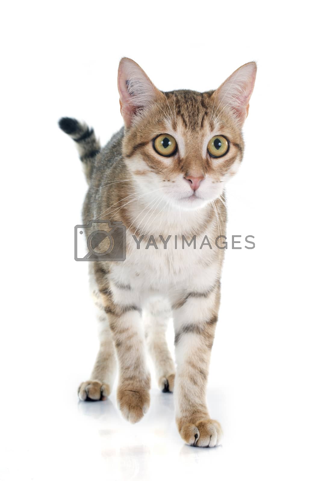 Royalty free image of tabby cat by cynoclub