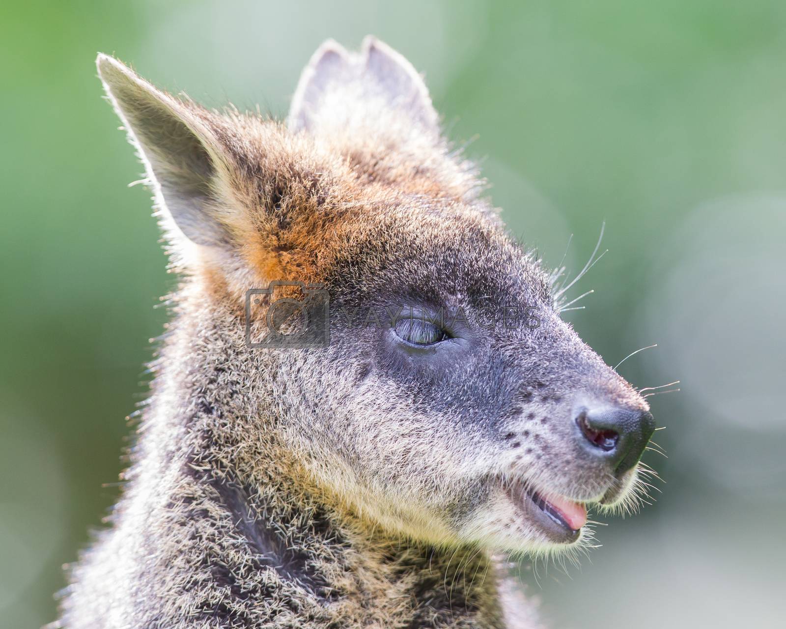 Royalty free image of Kangaroo: Wallaby close-up portrait by michaklootwijk