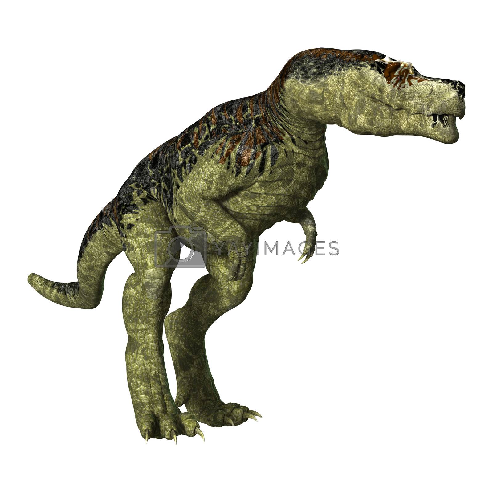 Royalty free image of Tyrannosaurus Rex by Vac