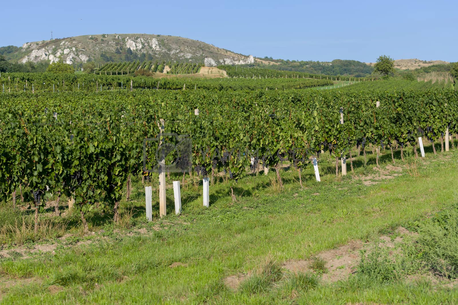 Royalty free image of Vineyards under Palava. Czech Republic by artush